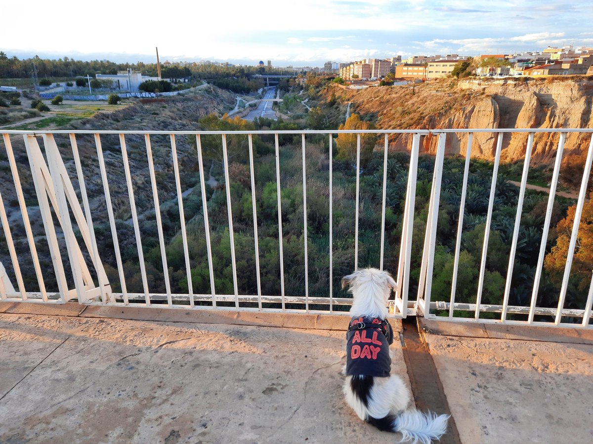 Jagger_2014's tweet photo. Hola amigos 🦧🦝🐴🐅🐷🐐🦔🐻‍
Aquí estoy en el 🌉 del bimil.lenari contemplando #Elche 🏘

Feliz Día a todos/as ��

#Sábado #CrestadoChino #Westy #RíoVinalopó #Paseo https://t.co/ps0gFBM11z