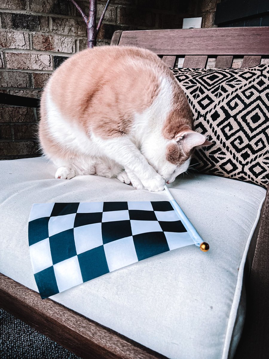 tickles_thecat's tweet image. Good Luck Catdad @AJDinger and @KauligRacing today @amsupdates!
🏁1️⃣6️⃣🐈 @NASCAR_Xfinity
😺
#bitsize #checkeredflag #CatsOfTwitter #teamdinger #RACEDAY #travelingtickles #nascar