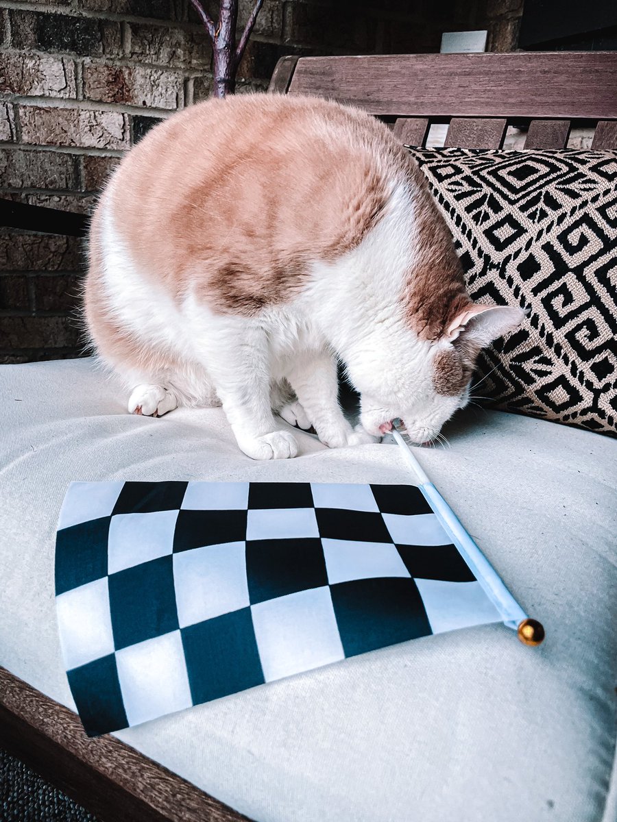 tickles_thecat's tweet image. Good Luck Catdad @AJDinger and @KauligRacing today @amsupdates!
🏁1️⃣6️⃣🐈 @NASCAR_Xfinity
😺
#bitsize #checkeredflag #CatsOfTwitter #teamdinger #RACEDAY #travelingtickles #nascar