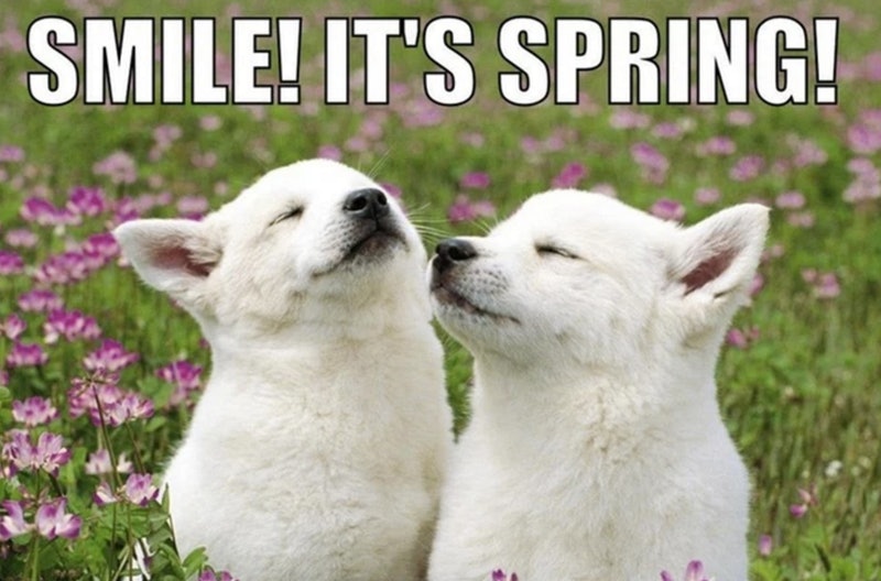 MetApts's tweet photo. Happy #FirstDayOfSpring 🌼 https://t.co/4ZL2k2Oos4