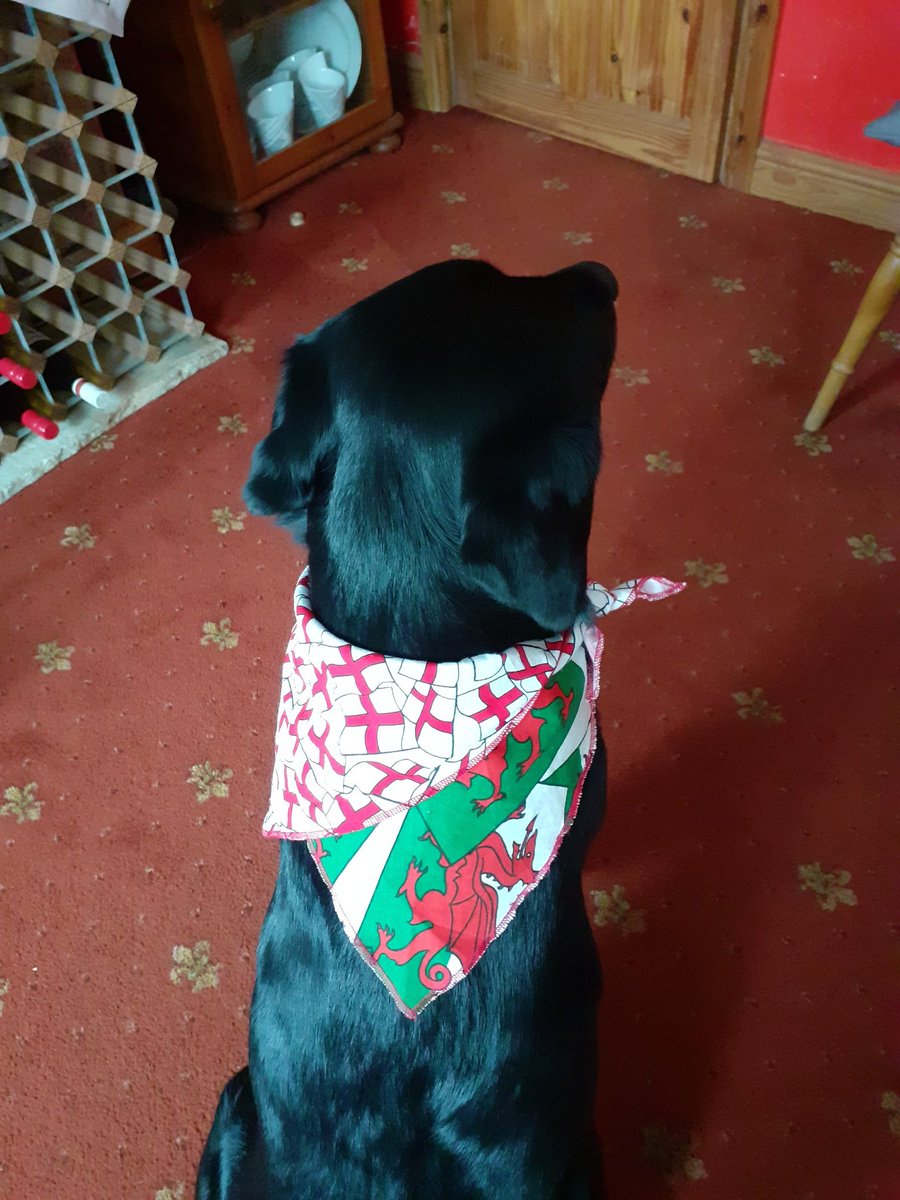 FurbabyPrince's tweet photo. Well it's a lo g day today #SixNationsRugby I'm helping the #rosemen and my fellow furpals the #welshmen as me hoping they do there best and win it all for our island. Hudad will be shouting at the television not sure what the poor telly gets up to. Good luck all. https://t.co/OyTaOZtT8Q