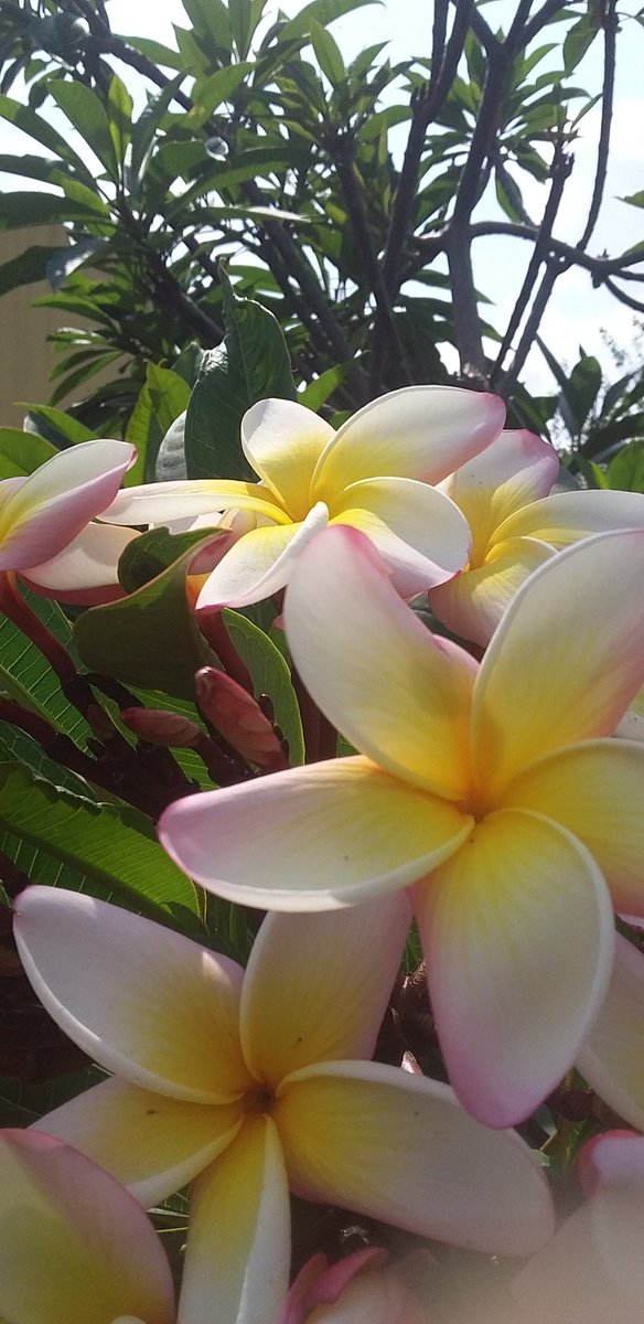 VeronicaRamrajh's tweet image. Our fragnant and beautiful frangipani tree just bloomed 🌱 Super grateful 💛✨