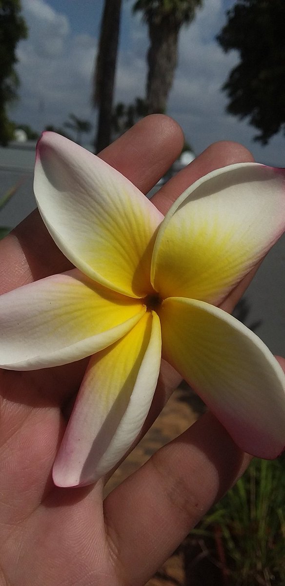 VeronicaRamrajh's tweet image. Our fragnant and beautiful frangipani tree just bloomed 🌱 Super grateful 💛✨