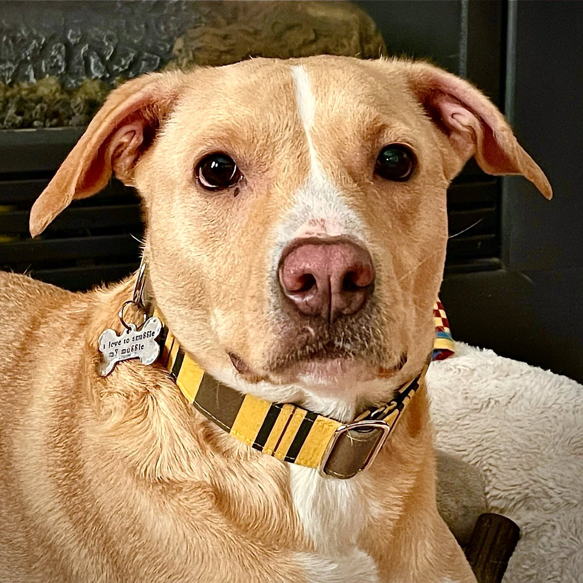 SnugglePupTuck's tweet photo. Happy #HufflepuffPrideDay! 💛🖤
Or, would that be #HufflePup? 🐶🐾

#hufflepuff #hufflepuffpride #hufflepuffpride #ilovetosnugglemymuggle #tuckerthesnugglepup #labpitmix #lovednotspoiled #rescuedismyfavoritebreed #rescuedog #pitmix #dogsofinstagram #doglife #rescuedogs https://t.co/X2bx4sfASP