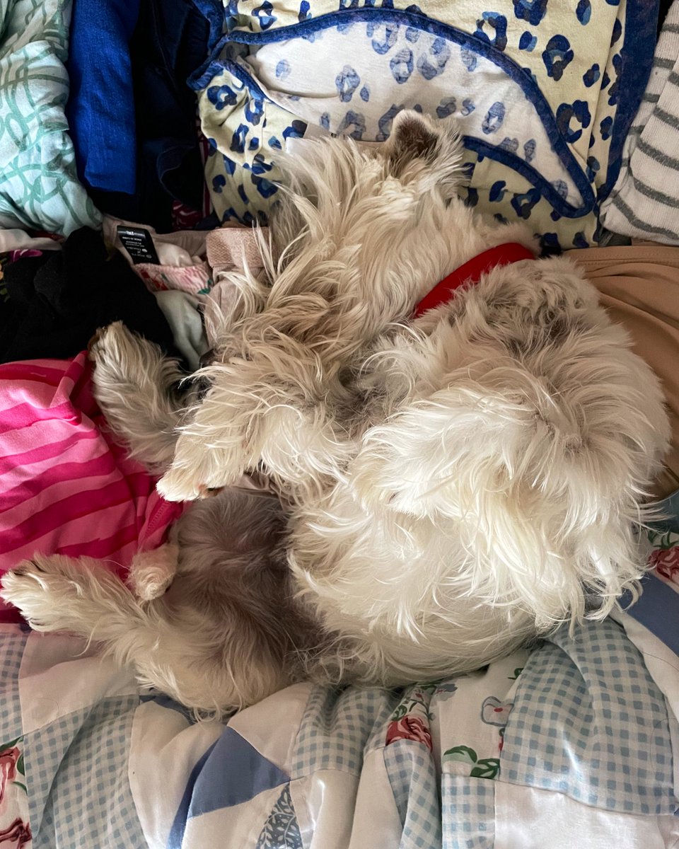 Fluffy pretzel, or contortionist dog? 🤷🏽‍♀️