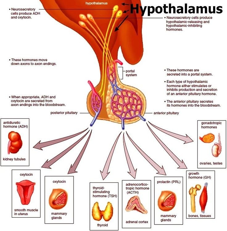 trinetrayoga's tweet photo. The hypothalamus is involved in different daily activities like eating or drinking, in the control of the body's temperature and energy maintenance, and in the process of memorizing and in stress control. It also modulates the endocrine system through the pituitary gland. https://t.co/iDzWcKY5LF