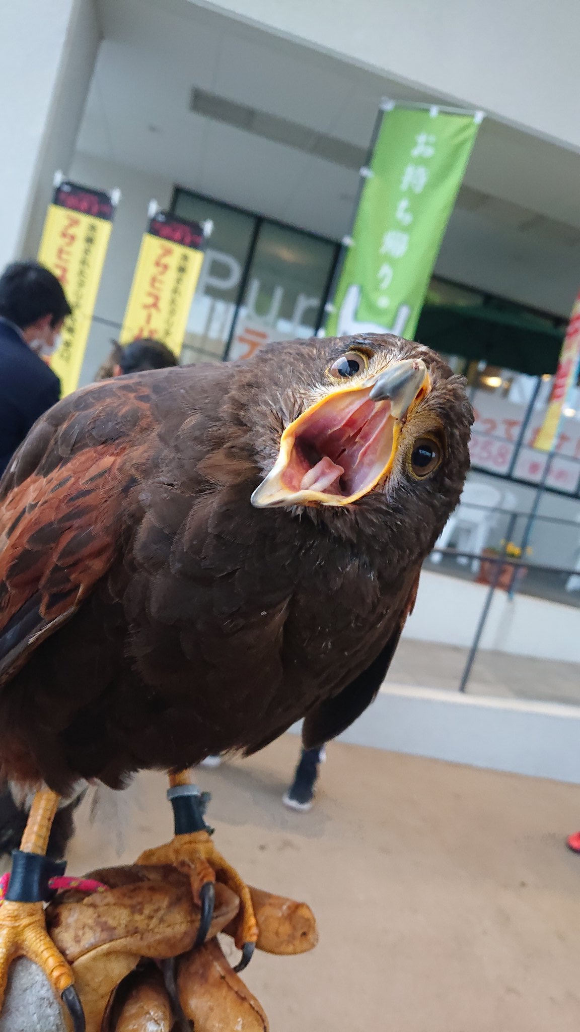 荒井流当代鷹匠 石橋美里 あーっ 鷹匠 鷹 レンズ越しの鷹 かわいい かわいいと思ったらrt T Co Kiogjqnhwa Twitter