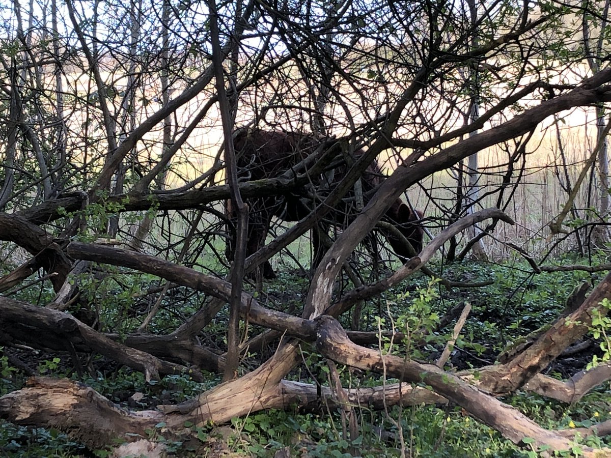 MagardEma's tweet photo. Idag er #WorldRewildingDay - det er så vigtigt sikre bedre forhold for #biodiversitet og #dknatur &amp; jeg er stolt over at arbejde med netop #naturgenopretning med vildt #vand, #vildgræsning, vild #skov osv i mit firma #NatureGenerator https://t.co/Nh7nyapTQ1
#rewilding #dkgreen https://t.co/hlk7Ad5NXt