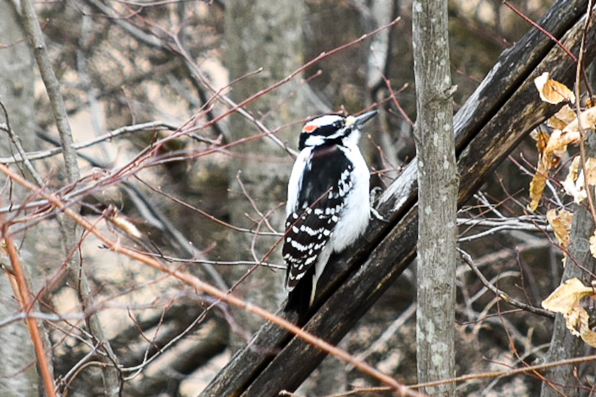 Bird activity is ramping up with spring officially here.  Can you tell if this is Hairy or Downy woodpecker?
#wildlifephotography #biologyresearch