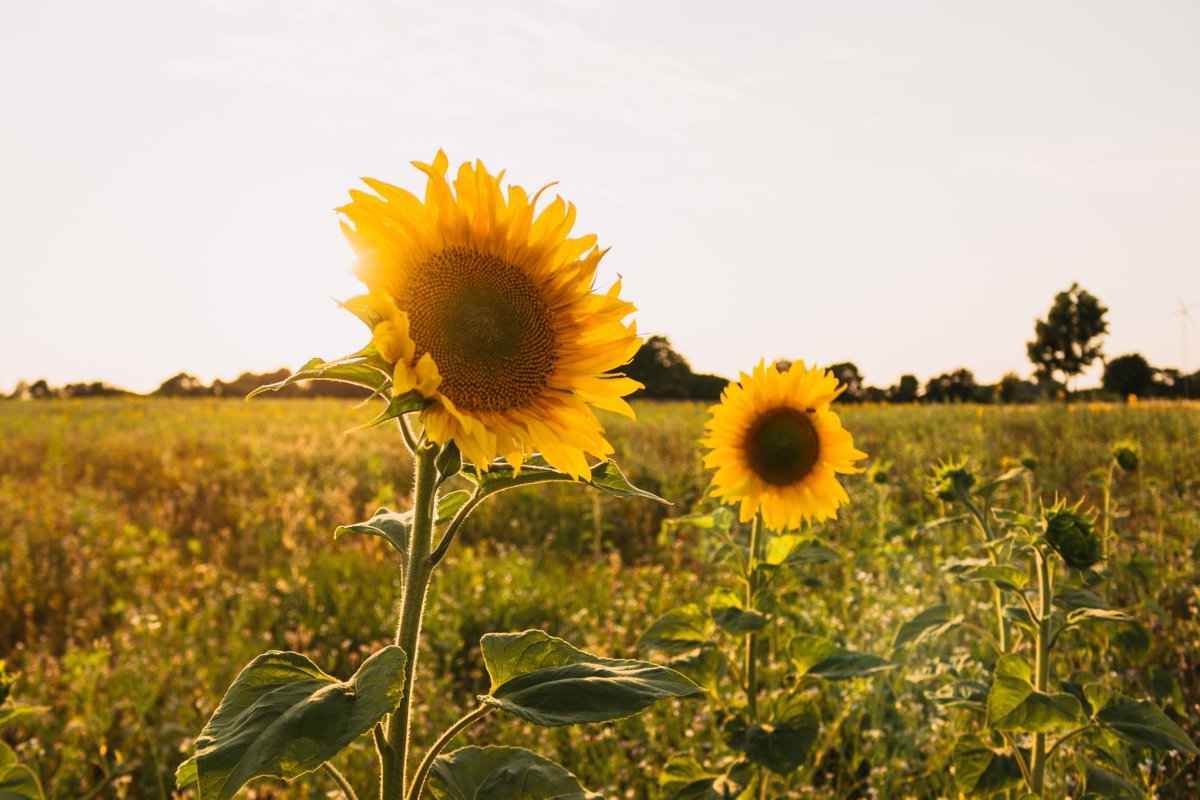 SurvivorNetTeam's tweet photo. With #Spring Equinox upon us, sunny days are on the way. But what does the sun - more particularly, vitamin D - have to do with cancer risk and recovery? #SurvivorNet asked the experts. 

Click here for the story: https://t.co/ZROD0PmEps https://t.co/QzjLby4zBc