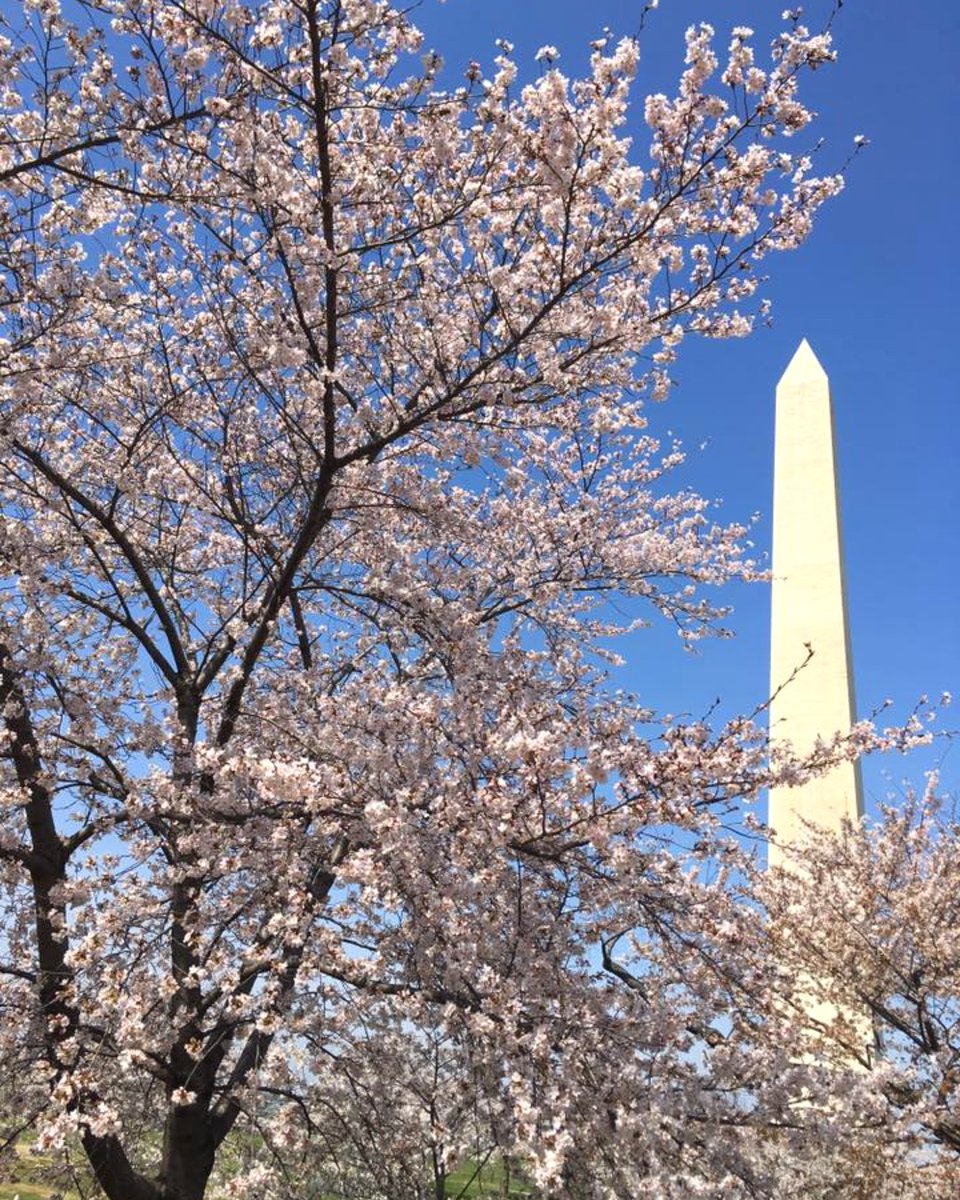 NationalMallNPS's tweet photo. Happy first day of spring! A time of natural delights &amp; rebirth, we wish you a wonderful start to the season. 

Pic of the Washington Monument &amp; #cherryblossoms from a previous year. #Spring #WashingtonDC https://t.co/NsMnvijxpV