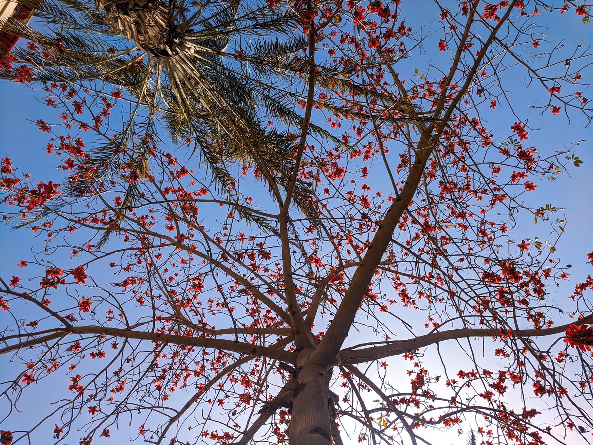 rareperfect's tweet photo. Spring in coming
#photography #photographylovers #photooftheday #nature #naturelovers #naturephotograpahy #bluesky #trees #spring
Taken by #googlepixelxl #teampixel https://t.co/dNdf4brSWV