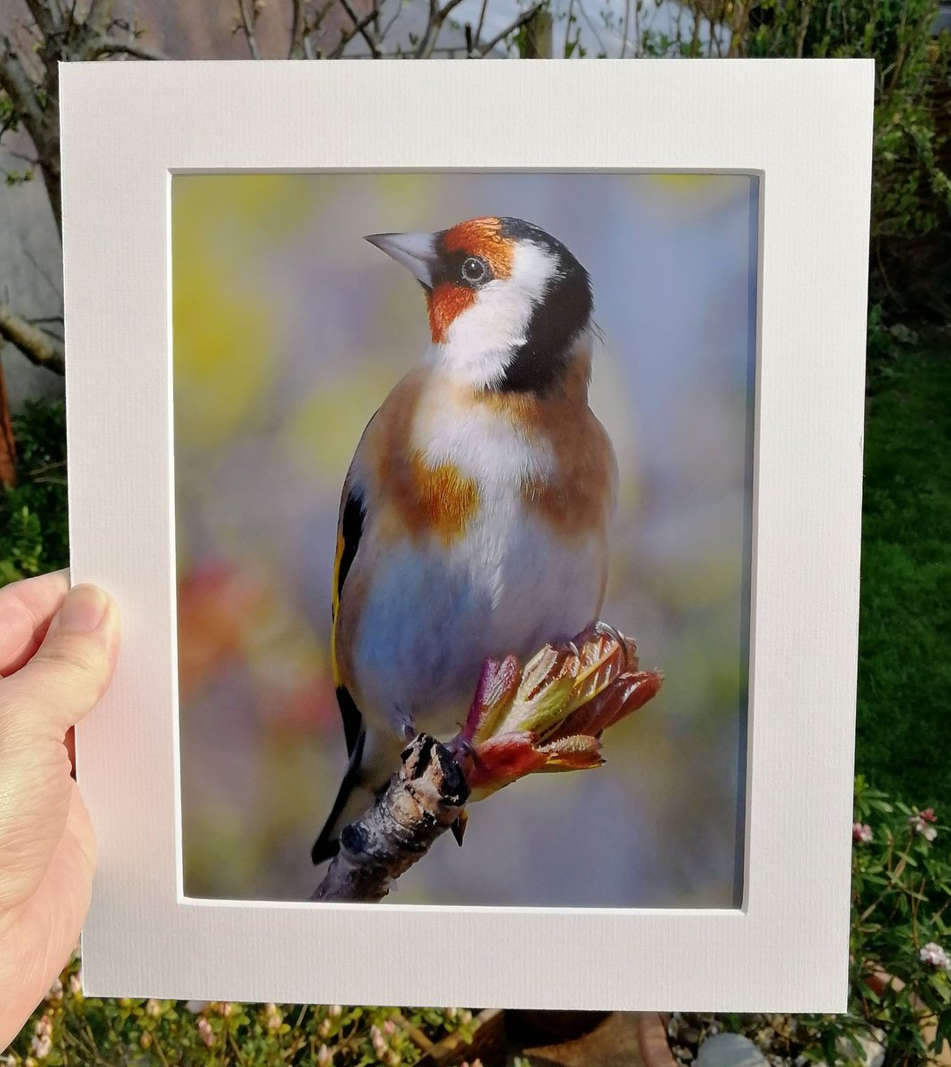 'Spring Goldfinch' 10x8 mounted print.  You can buy it here; https://www.carlbovis.com/product-page/spring-goldfinch-10x8-signed-mounted-print 