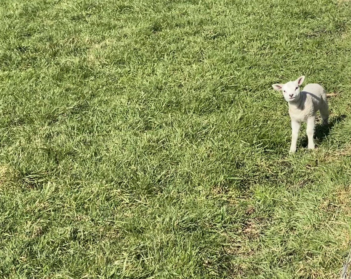 ivanstijn's tweet photo. Vandaag lente! https://t.co/LpDXMewwmR