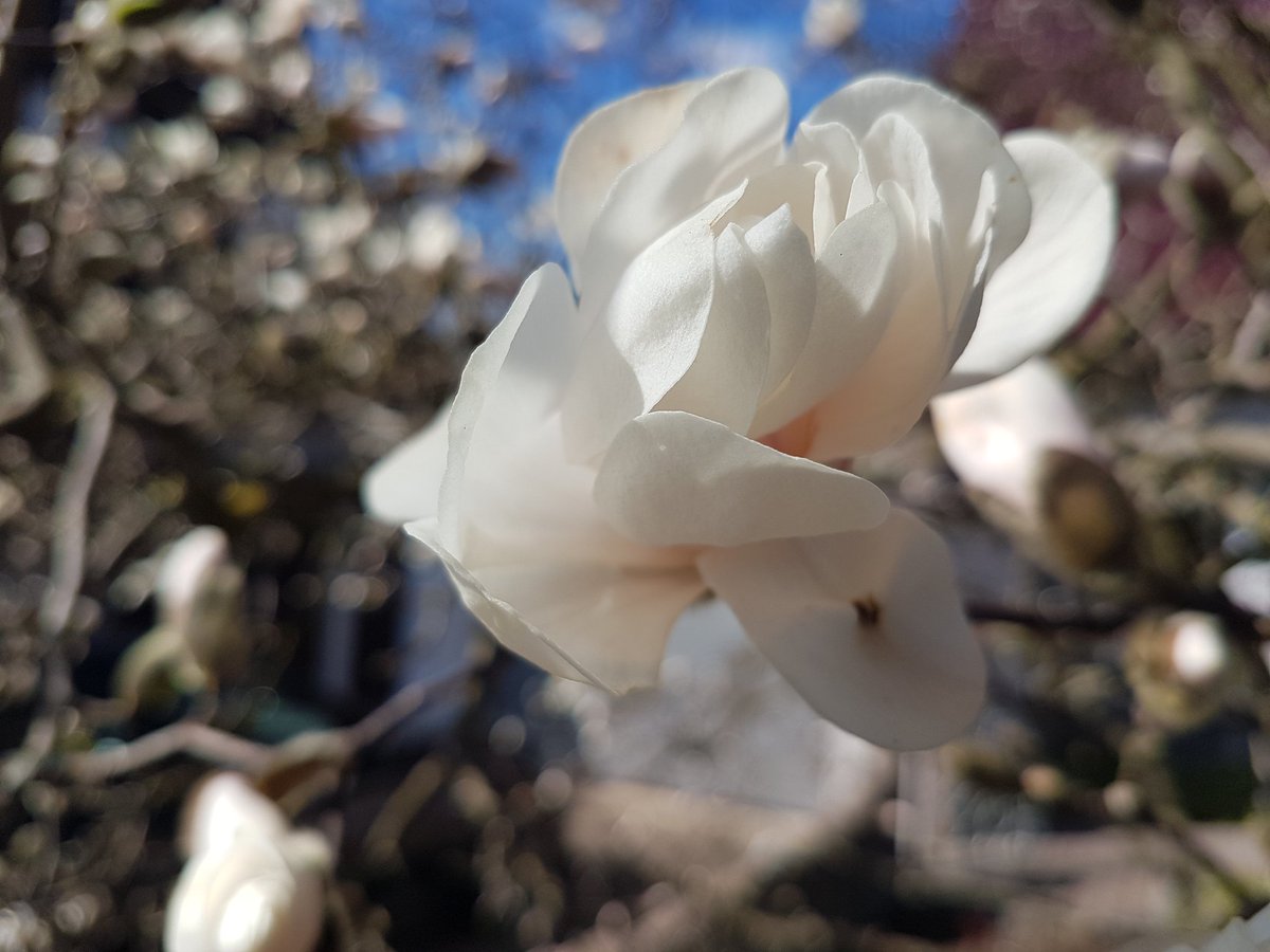 fotowort's tweet photo. Foto 79 - 2021: Die ersten Magnolien blühen ... Die Gattung wurde laut #Wikipedea "nach dem französischen Botaniker Pierre Magnol (1638–1715) benannt." https://t.co/kjRBeSjEKM
