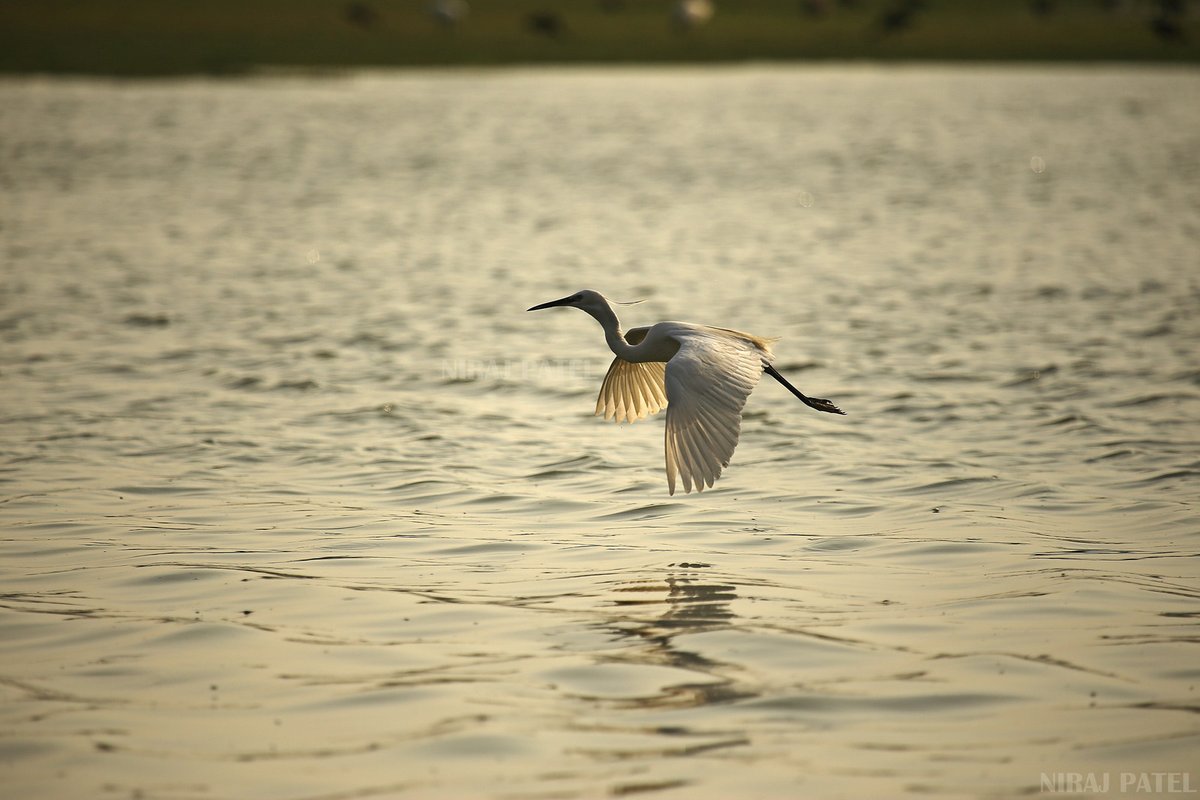 np_photographer's tweet photo. Little egret https://t.co/NlmffYIiq8 flying bird #littleegret #flyingegretbird #egretbirdphoto #birdwatching #birdphotography #birding #birdsofthollake #birdsofgujarat https://t.co/J8BV8htyfz