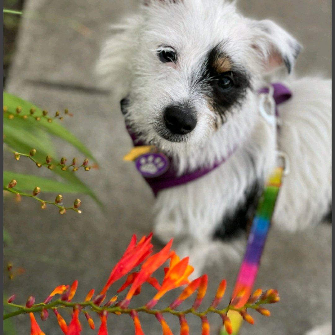 It's the first day of spring! Perfect day for a ResQWalk! I'm walking for @idoh_rescue. Get the app! #dogsoftwitter #1stdayofspring #savethemall