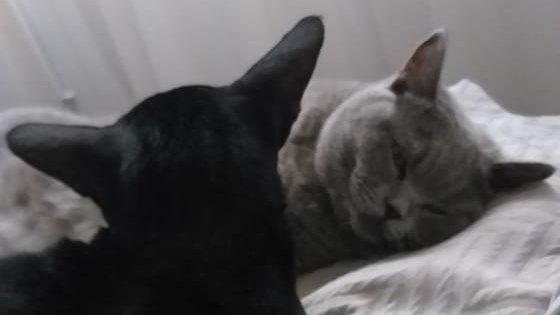 Veo a todos los alegres promotores del aborto rasgarse las vestiduras por los animales "personas no humanas, sintientes y sujetos de derechos" Algunos defienden el huevo de la gallina más q al feto humano. Adoro a mis dos mascotas pero hay que ser coherentes. No tienen cara...