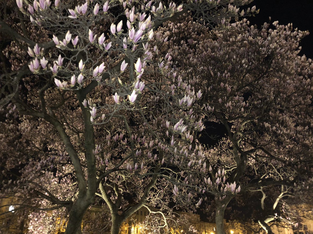 jakopsfeld's tweet photo. Procvala magnolija na Tomislavcu 🌷 https://t.co/q900unacL9