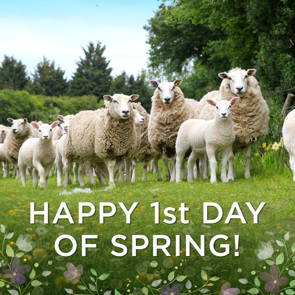 woolroom tweet media