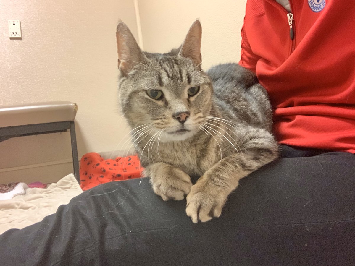 cthumane's tweet photo. The best way to start your day. If you agree, check out Kitty on https://t.co/qLNc2nNwNM. 
#LapCat #SnuggleIsReal #AdoptMe #CThumane https://t.co/3FcUhO9sU0