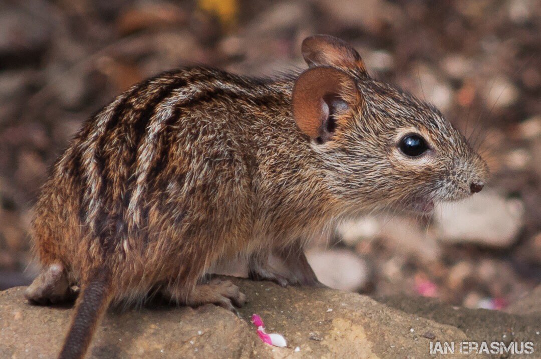 bubblychunks's tweet image. Some photos from my folks place in George.