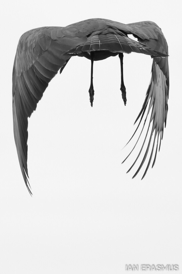 bubblychunks's tweet image. Some photos from my folks place in George.