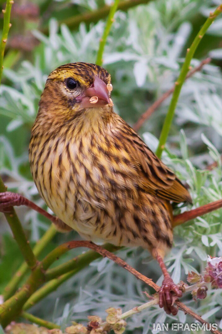 bubblychunks's tweet image. Some photos from my folks place in George.