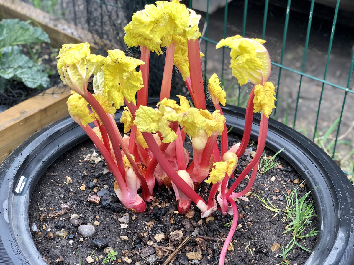 andrewbartsch's tweet photo. Peach tree blooms around the corner 🌸 

Forced rhubarb with a hood to block light and encourage early growth. 

And daisies because, well, they’re everywhere!

Not pictured are the first broad bean flowers.

Saturdays @BandstandBeds are a highlight of the week. https://t.co/yz3NbPxeKd