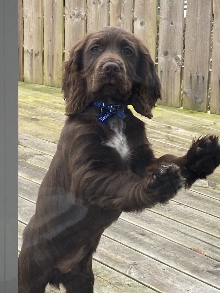 The extremely adorable Daniel the Spaniel...... first big boy off lead walk in the park today.