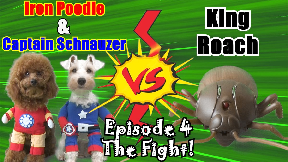 LalaAndLilyDogs's tweet photo. Iron Poodle &amp; Captain Schnauzer-Episode 4
https://t.co/dHnDev9Lqz

#puppiesofinstagram #dogsoftwitter #DogLover #dogsofinstagram #funnydogs #funnydogvideos #dogs #cutedogs #PuppyHoney #Schnauzer #toypoodle #IronMan #CaptainAmerica #Marvel #dog #FunniestVideos #prank #dogprank https://t.co/X37K8bEH2S