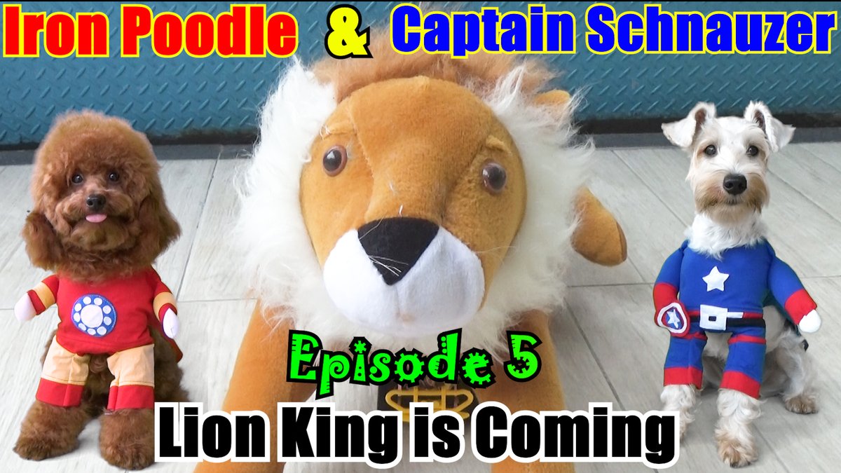 LalaAndLilyDogs's tweet photo. Iron Poodle &amp; Captain Schnauzer-Episode 5
https://t.co/XaN0aOX4BY

#puppiesofinstagram #dogsoftwitter #DogLover #dogsofinstagram #funnydogs #funnydogvideos #dogs #cutedogs #cutepetclub #PuppyHoney #Schnauzer #toypoodle #IronMan #CaptainAmerica #Marvel #dog #FunniestVideos https://t.co/ApXlj1E12G