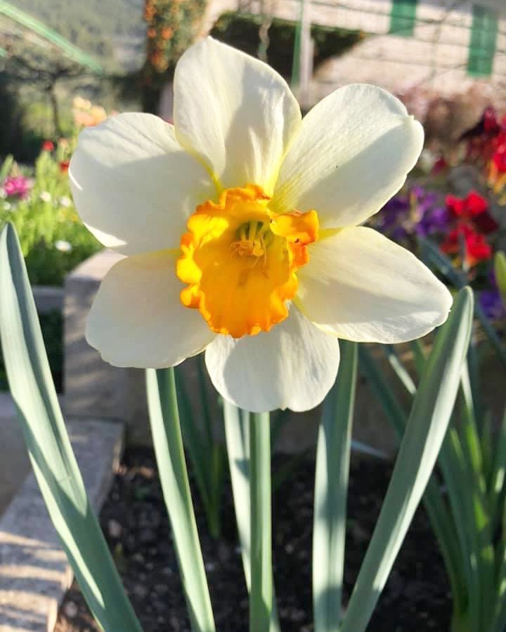 🌼 Hola #primavera, bienvenida!
🌼 Welcome Spring! 
🌼 Willkommen #Frühling!
🌼 Bienvenue au #printemps!
•
#viajes #visitas #tourism #holiday #mallorca #islasbaleares #serradetramuntana #destiny #visitsoller <a href="/igersbalears/">Igers Balears</a> @igers_mallorca <a href="/igersmallorca/">IgersMallorca</a> <a href="/mallorcatourism/">Fundació Turisme Responsable de Mallorca</a> #soller