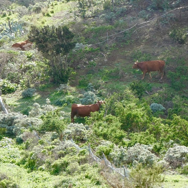 In the North of Tenerife 🌼🌱🐮😊/En el Norte de Tenerife 🌼🌱🐮😊/#IslasCanarias #Canarias #Tenerife #nortedetenerife #somostenerife #visittenerifees #venacanarias #canariasesmas #tenerifefeliz #yosoytenerife #conocertenerife #seveentenerife #canarias_esmas #ok_canarias