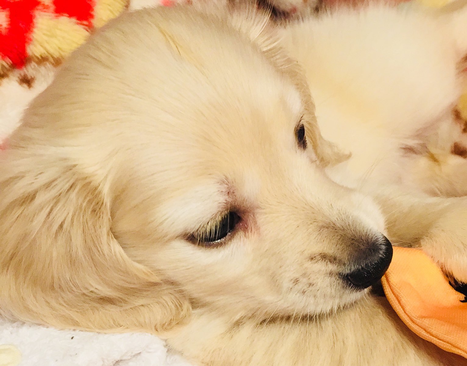 ルティー 赤ちゃん 可愛すぎる ミニチュアダックスフント ミニチュアダックスフンド Miniaturedachshund 3歳 かわいい 癒し 女の子 犬好き 犬のいる暮らし 犬のいる生活 犬 Dog いぬすたぐらむ 短足部 ワンコのいる生活 ルティー 赤ちゃん 可愛すぎる ミニチュアダックスフント ミニチュアダックスフンド Miniaturedachshund 3歳 かわいい 癒し 女の子 犬好き 犬のいる暮らし 犬のいる生活 犬 Dog いぬすたぐらむ 短足部 ワンコのいる生活