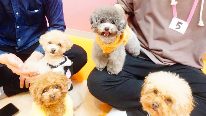 ティーカッププードルのtwitterイラスト検索結果 ティーカッププードルのtwitterイラスト検索結果