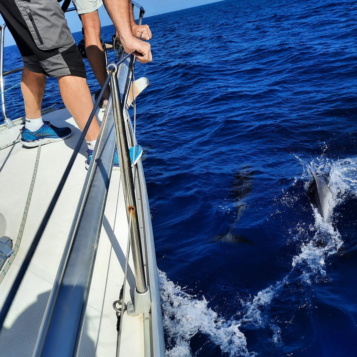 Sailing with the dolphins 🐬🐬 always great to see!

endeavour-sailing.co.uk