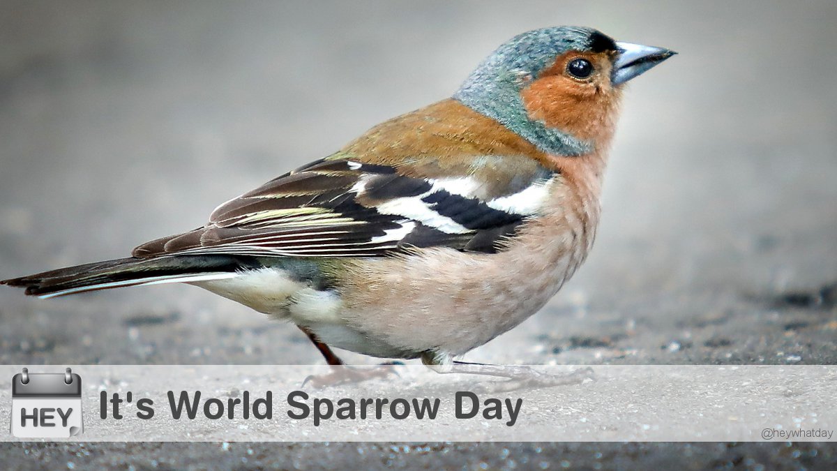 It's World Sparrow Day! 
#WorldSparrowDay #SparrowDay #Sparrow