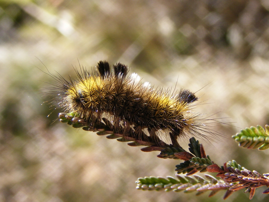 De rups van de Grauwe borstel (Dicallomera fascelina) is altijd leuk om te zien. Vandaag eentje gevonden op de heide in #Soest.

Een mooie soort en niet zo algemeen.
De komende tijd zijn de rupsen op o.a. struikheide te vinden. <a href="/vlinderNL/">De Vlinderstichting</a> <a href="/Nachtvlinders/">Nachtvlinders</a> <a href="/waarneming/">Waarneming.nl</a>