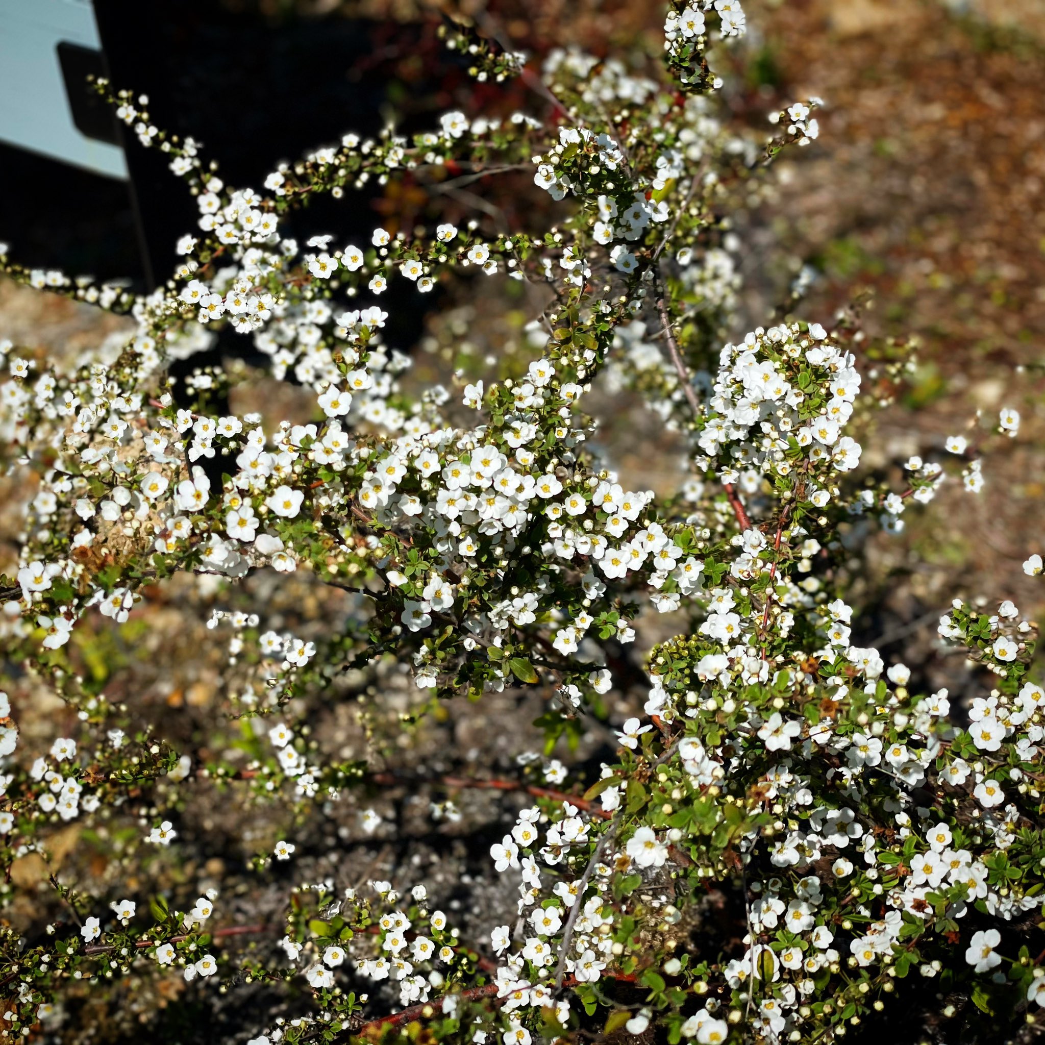 Nijiiro Lamp ニジイロランプ 庭のユキヤナギが初めてたくさん花をつけました 昨年 ほとんど花をつけていない苗木を買ってきて植えてみました 枯れているのか まだ頑張っているのかと心配していましたが どうやらもう大丈夫そうですね ユキヤナギ