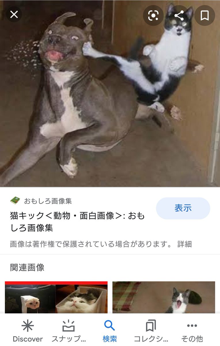 ゆめがね 低浮上 W もくりでスケベな話をしていたのに気づけば犬猫のおもしろ画像スクショ大会になっていた件 左がpちゃんで右が監督生ちゃんだよ ゆめがね 低浮上 W もくりでスケベな話をしていたのに気づけば犬猫のおもしろ画像スクショ大会になっていた件 左がpちゃんで右が監督生ちゃんだよ