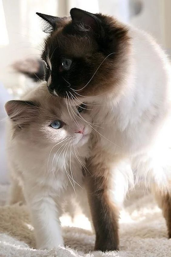 YKittenlover's tweet photo. #cat #cats #kitty #kittyperry #kittycat #kitten #kittens #CatsOfTwitter #CatsOnTwitter https://t.co/0RVjUiC0wt