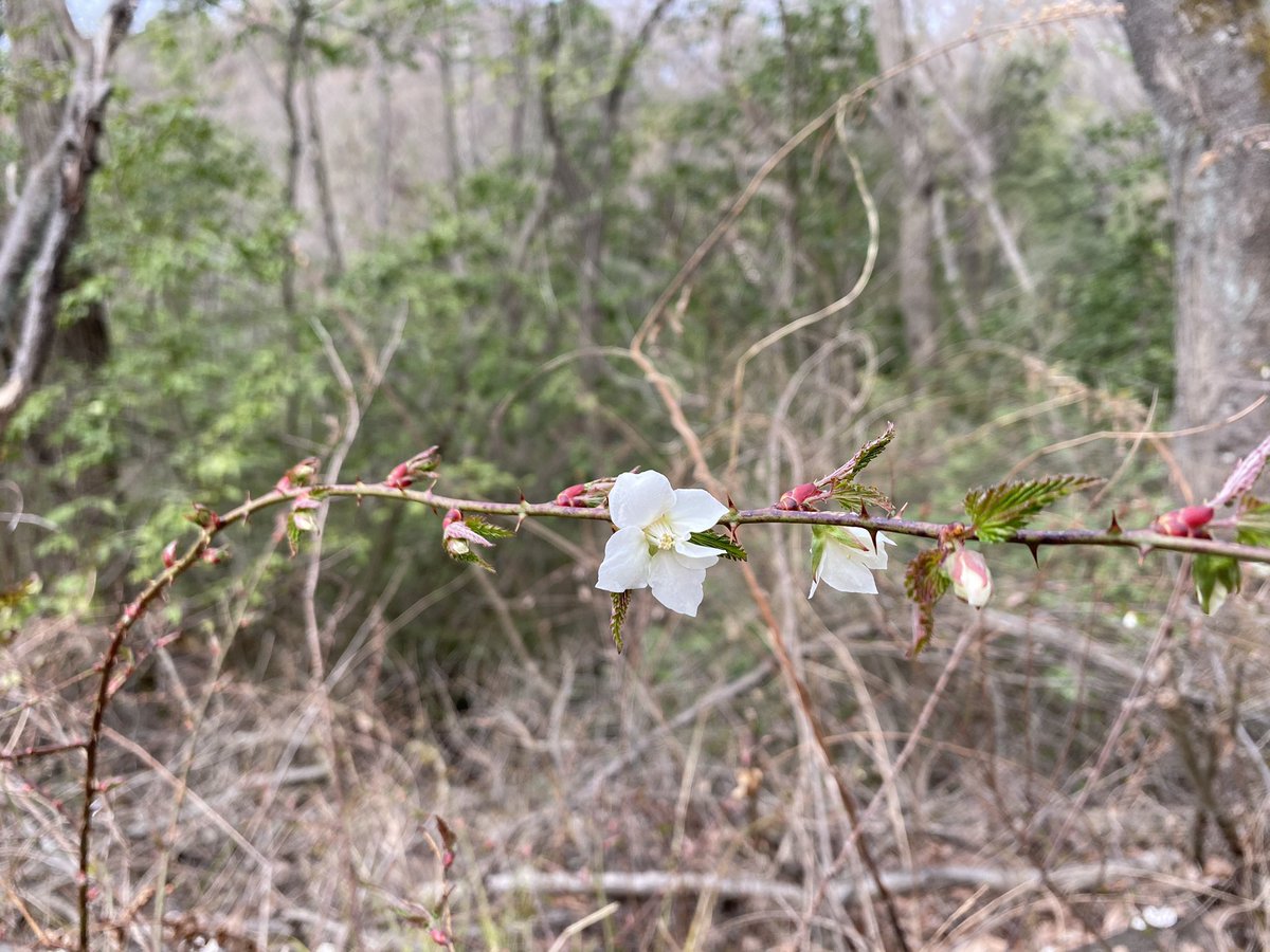 花花 星のブランコに行ってきた 野に咲く花も好き 名前の知らない白い花 野いちご すみれ 花好きな人と繋がりたい 花花 星のブランコに行ってきた 野に咲く花も好き 名前の知らない白い花 野いちご すみれ 花好きな人と繋がりたい