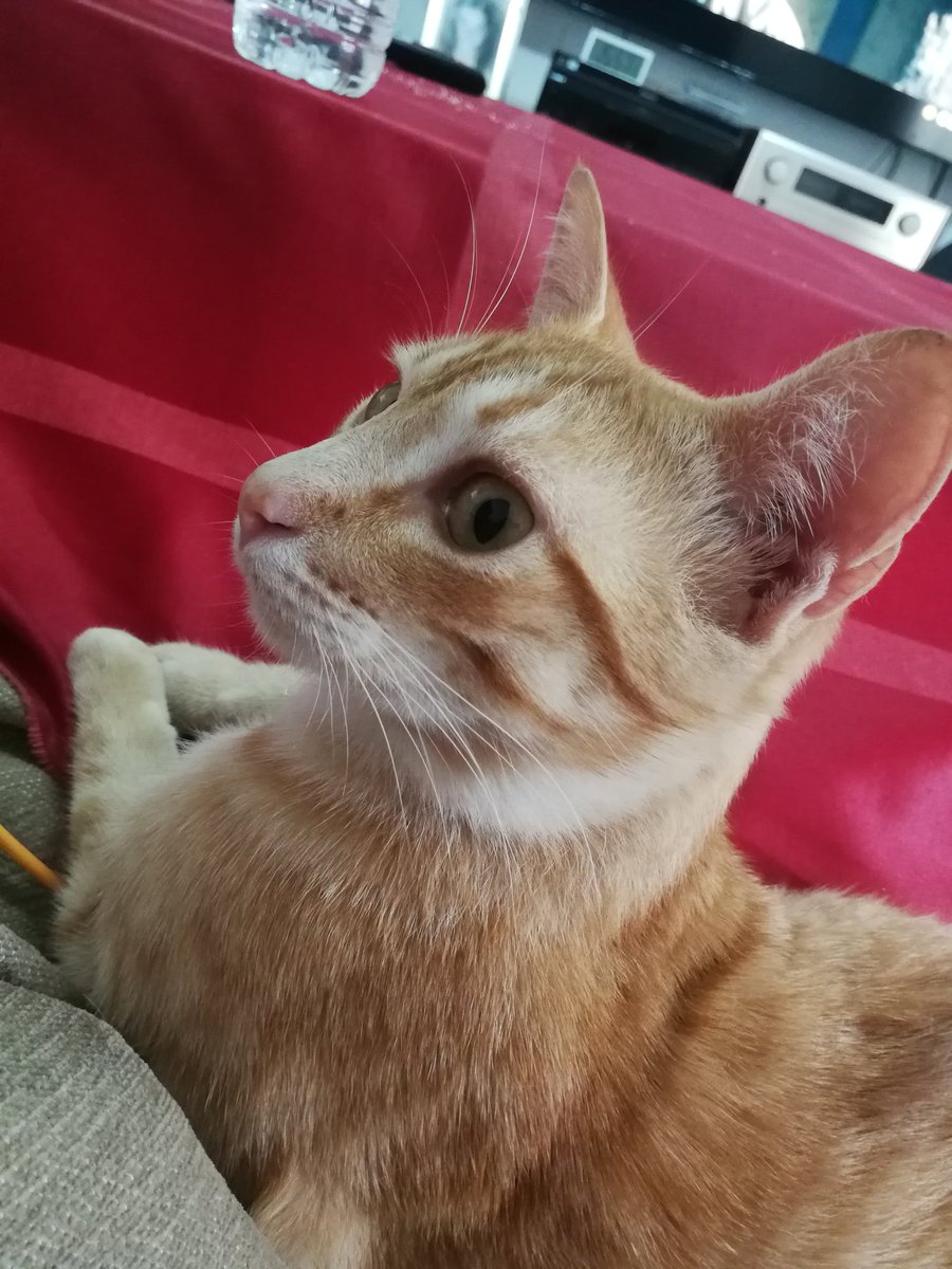 danivelaz22's tweet photo. Canelitiiii🥰🥰🐱🐱 https://t.co/0yukTPldV3