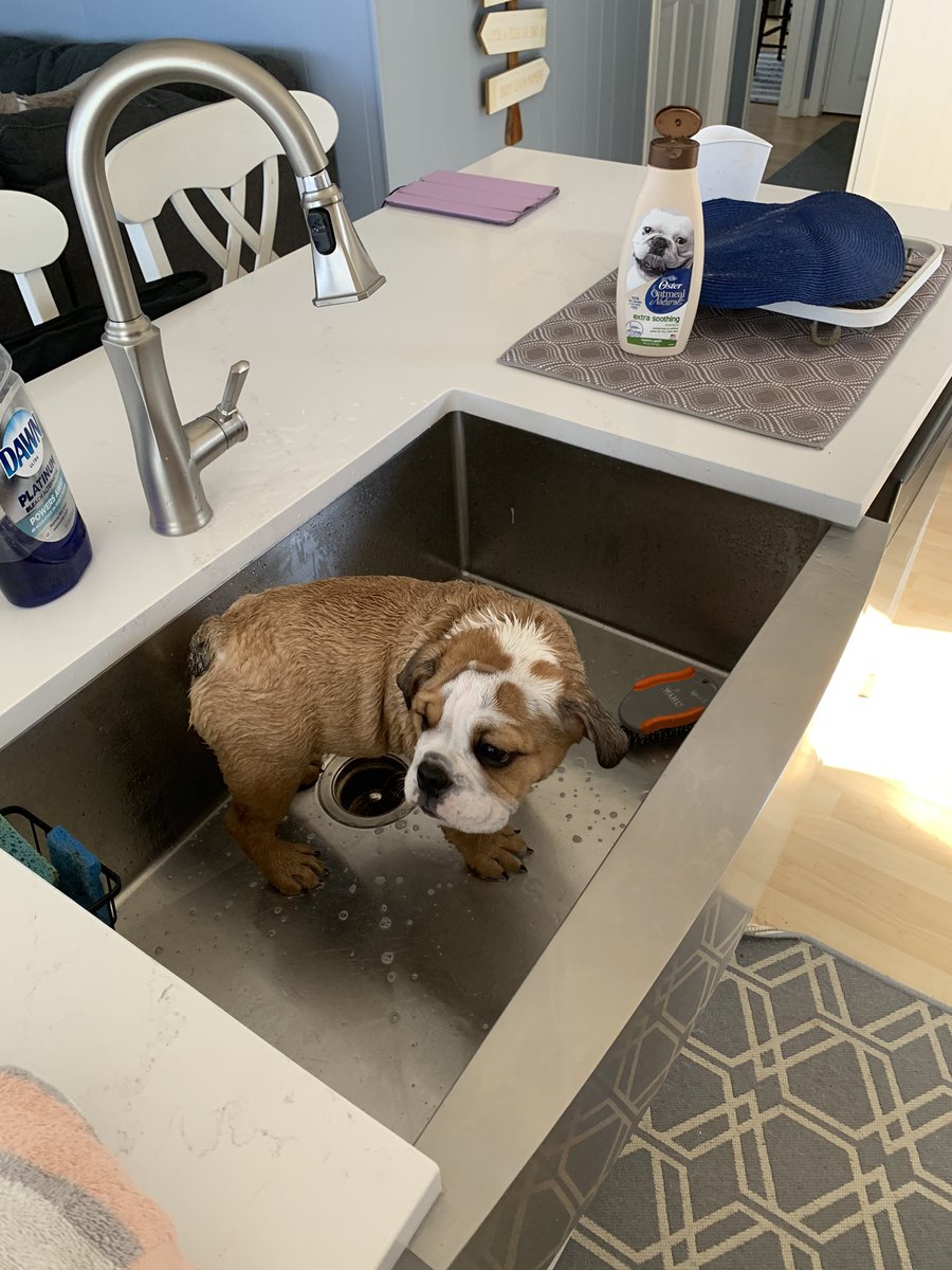boscoandbandit's tweet image. Friends!!! Not sure what happened but Mama stuck me in this thing and I got all wet and clean and stuff. I just stayed still because I was confused. Now I’m going for a nap. #firstbath #bulldogpuppy #bulldogs #dogsoftwitter #bandit