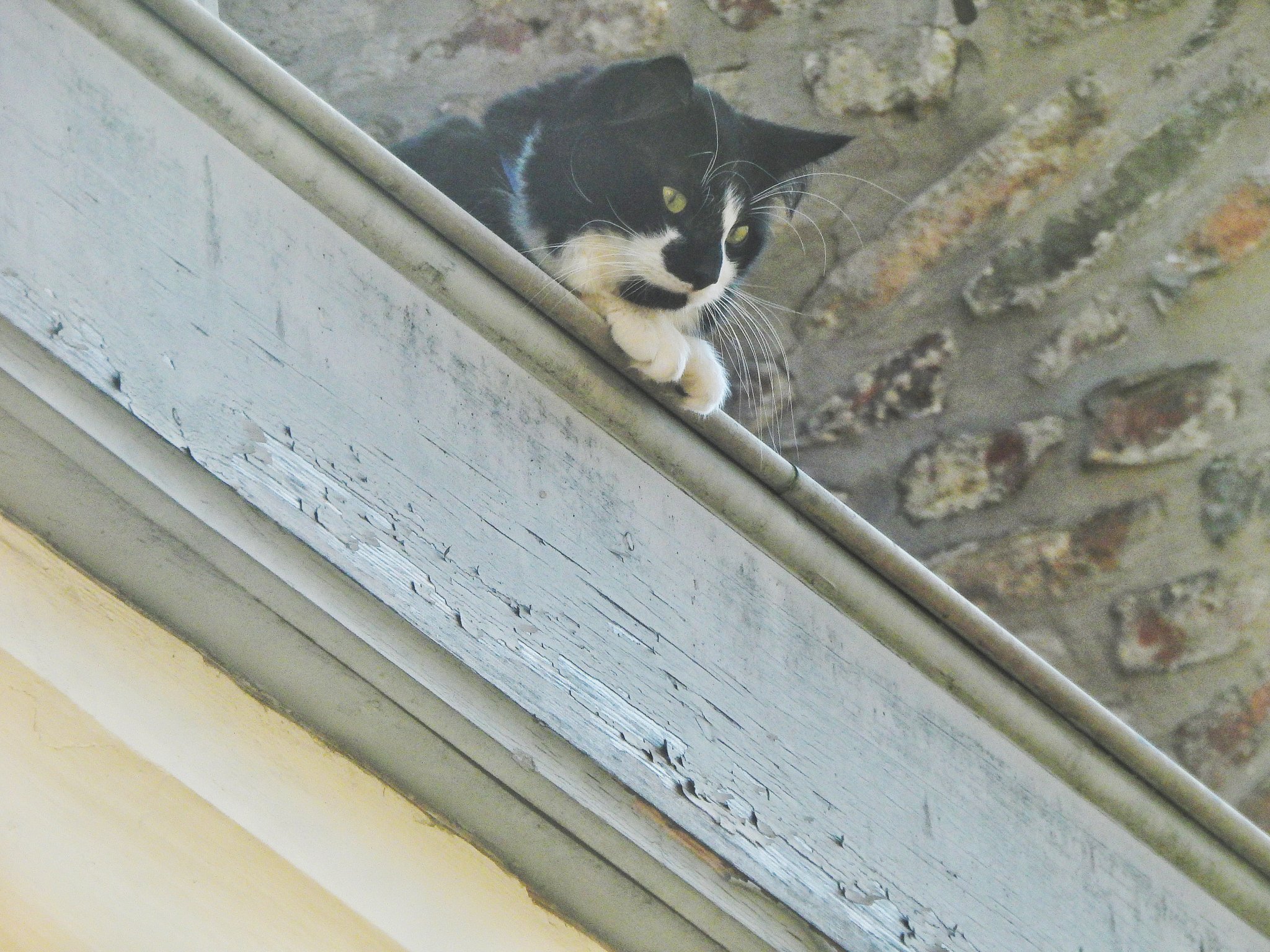 Julien Bouteiller Le Chat Un Peu Apeure Coince Sur Ce Toit Du Vieux Lille Est Finalement Secouru Par Les Pompiers Du Sdis59 T Co Te0m52wycu Twitter