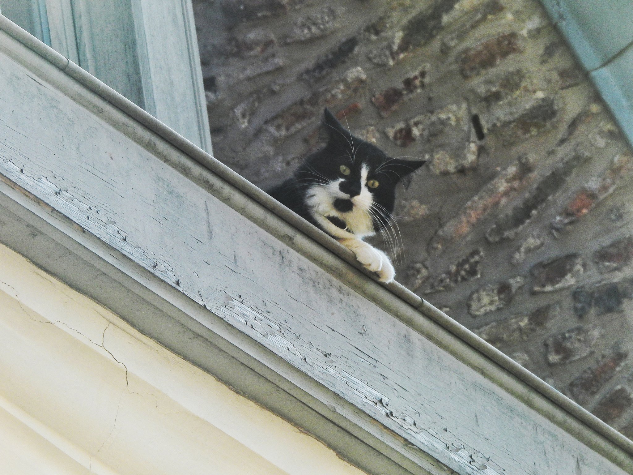 Julien Bouteiller Le Chat Un Peu Apeure Coince Sur Ce Toit Du Vieux Lille Est Finalement Secouru Par Les Pompiers Du Sdis59 T Co Te0m52wycu Twitter