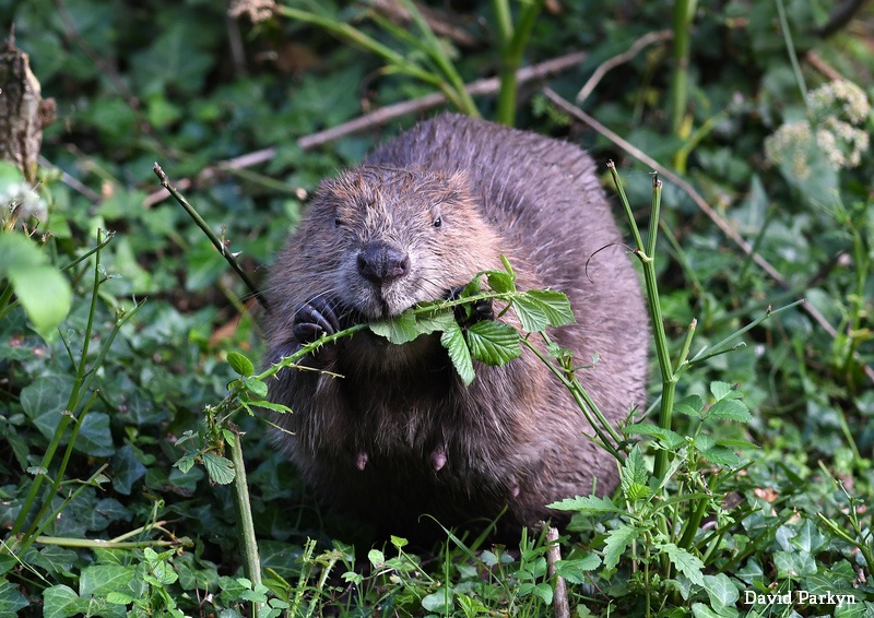 26% of UK mammals are in danger of disappearing. We need to put nature into recovery through the creation of wildlife corridors, natural regeneration of woodland, restoration of wetlands, rewilding – and much more! 🌍🌱🌳
wildlifetrusts.org/30-30-30 #WorldRewildingDay
