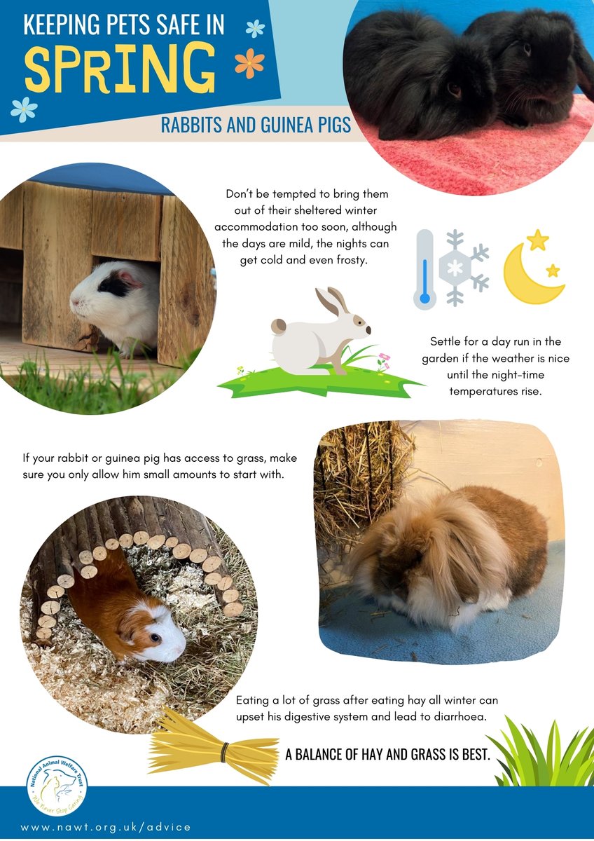 NAWT_updates's tweet photo. Last but not least, here is our handy advice graphic for keeping rabbits and guinea pigs safe this Spring π°
#SpringEquinox #RabbitAdvice #GuineaPigCare https://t.co/UOcy2fSV0J