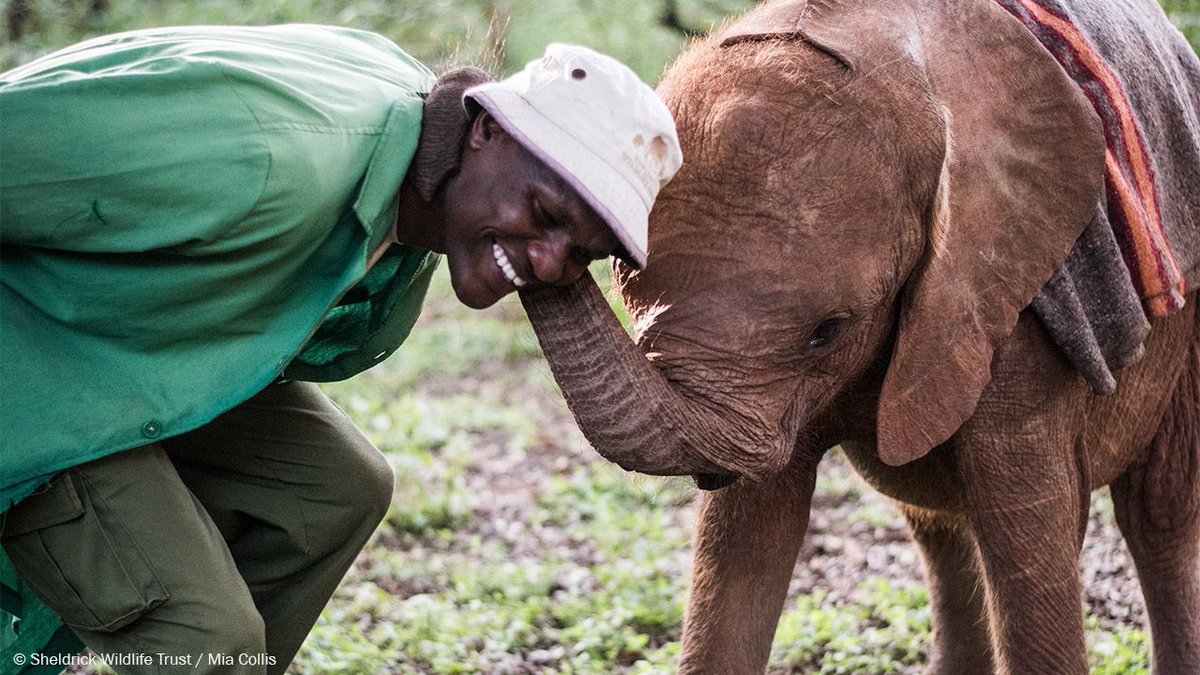 SheldrickTrust's tweet photo. With four decades of hand-raising orphaned elephants behind us, we have a unique understanding of their emotions, intelligence, body language and behaviour. This has enabled us to successfully hand-raise and reintegrate 164 elephants into the wild. https://t.co/qOZDNzy358